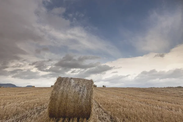 Scottisch Farmers Beauly Highlands Scotland Had Fantastic Wheat Harvest 2011 — Stock Photo, Image