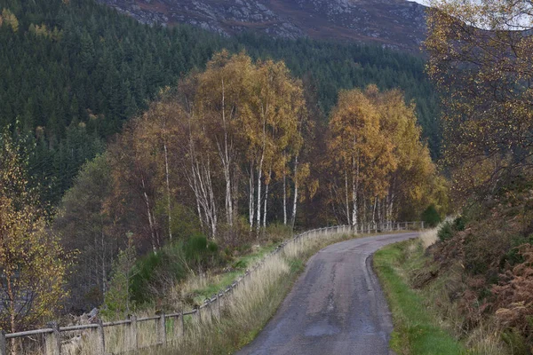 Possibile Raggiungere Maggior Parte Delle Foreste Scozia Strade Binario Singolo — Foto Stock