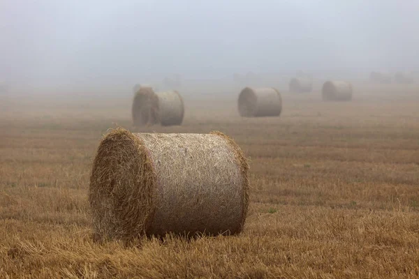 Dry Rolled Straw Bales Neaar Beauly Highlands Scotland Misty Weather — Stock Photo, Image