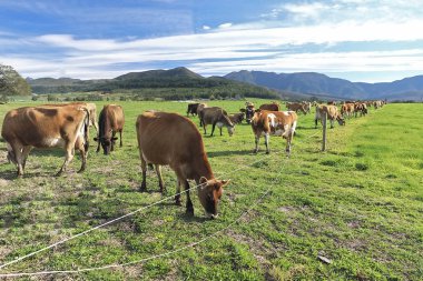 Kukuju çim ve Freimersheim Güney Afrika yakın orman kaplı bir güzel mandıra bu. Huzur içinde inek otlatmak