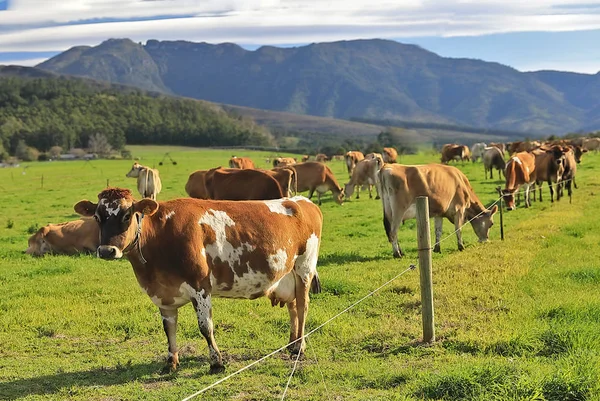 Huzur içinde Freimersheim içinde belgili tanımlık geçmiş güzel Outeniqua dağlarla çevrili Güney Afrika'da yakın bir süt çiftlikte otlayan inekler.