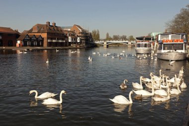 Eton's(Angland) Nehri ile barış ve huzur harika bir sabah güneşin tadını Beyaz Kuğu, güzel sahne