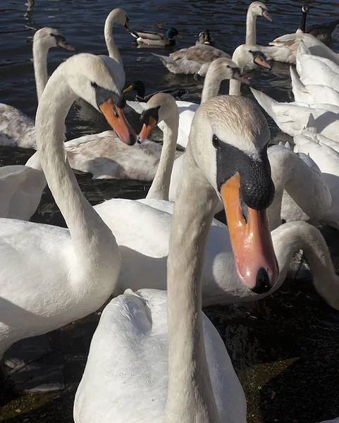 Una Bandada Hermosos Cisnes Blancos Nadando Río Eton Inglaterra Esperando — Foto de Stock