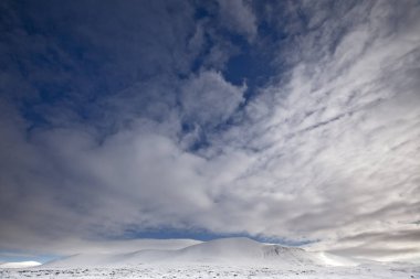 Yeşil bir kış sezonunda karda daha beyaz