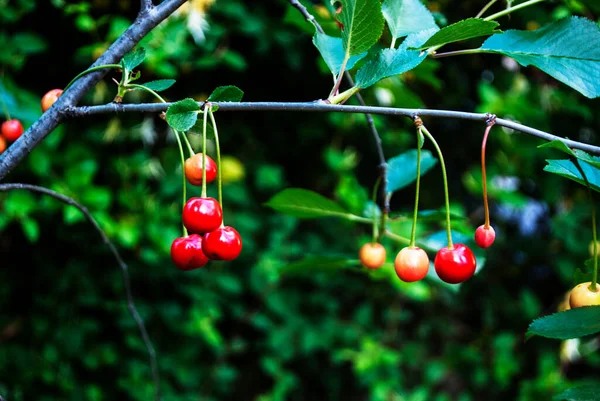 Cerises Sur Une Branche Processus Maturation — Photo