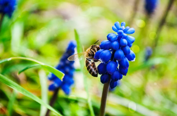 stock image Bee. Honey production.  A honey bee collects pollen. Ode to spring. A bee on blue hyacinth flowers.