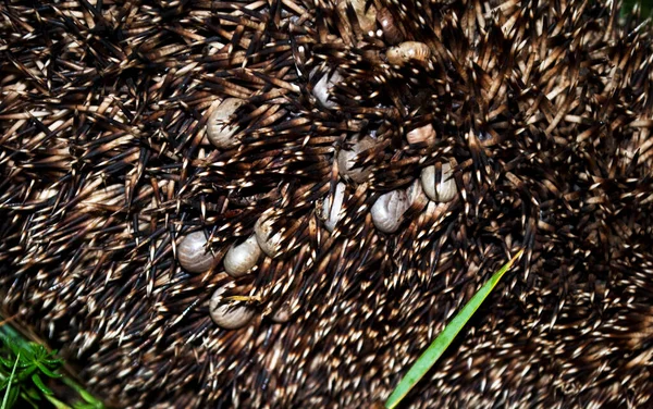 A hedgehog is infected with a large number of ticks. The invasion of ticks.