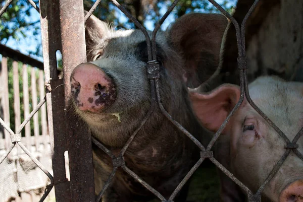 Zwei Schweine Hinter Dem Zaun Selektiver Fokus — Stockfoto