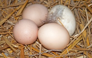 saman yuvasında tavuk yumurtası ve tüy