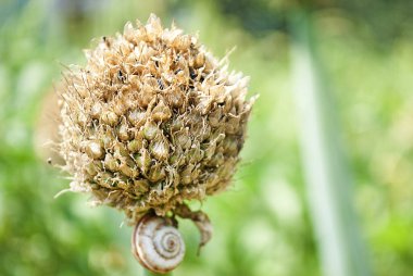 Soğan tohum ekmeye hazır. Soğan üretimi.
