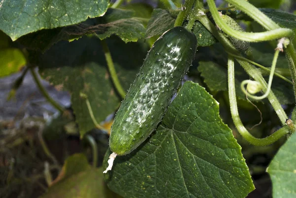 Young Cucumber Garden Homemade Crop — Stock Photo, Image