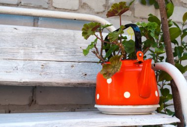 Pelargonium çiçekleri beyaz bezelyeli kırmızı bir çaydanlığa dikilmiş..