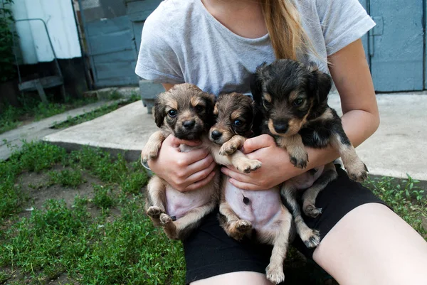 Little Girl Hugs Three Puppies Spaniel Child Love Animals — Stock Photo, Image