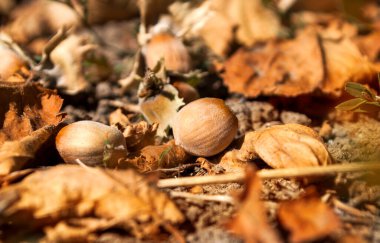 Bir grup fındık bir ağacın altında yatıyor. Sonbahar yaprakları. Seçici odak.