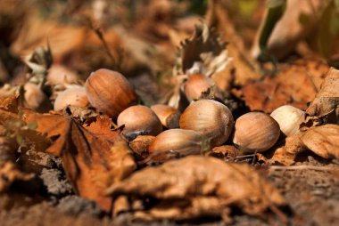 Bir grup fındık bir ağacın altında yerde yatıyor. Sonbahar yaprakları. Seçici odak.
