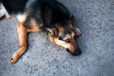 Güzel bir Alman kurdu yerde yatar ve kameraya bakar.. 