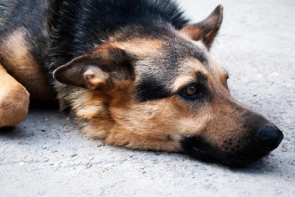 Een Prachtige Duitse Herdershond Ligt Grond Kijkt Verte Close Portret — Stockfoto