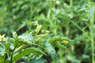 Güzel yeşil peygamber devesi domates çalısı üzerinde, yazı için yer.