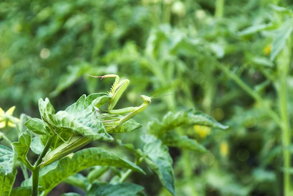 Güzel yeşil peygamber devesi domates çalısı üzerinde, yazı için yer.