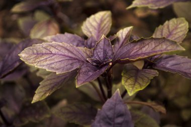 Mor fesleğen çalısı, yakın çekim. Sıcak paket.