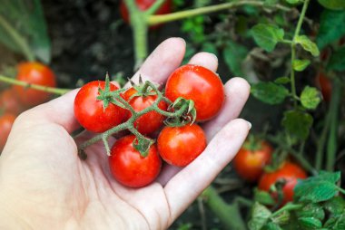 Bir kadının elinde kiraz domatesli bir filiz..