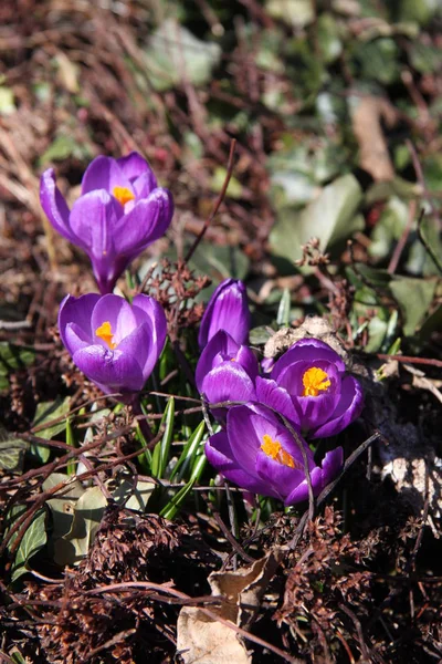 Crocus Violets Printemps — Photo