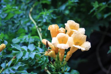 çiçek sarı campsis yaz aylarında yeşil bir arka plan üzerinde yeşil yeşillik arasında güzel