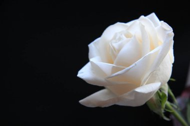 Siyah arkaplanda beyaz gül çiçeği 