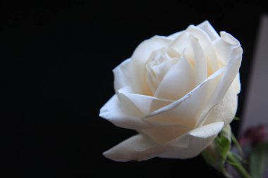 Siyah arkaplanda beyaz gül çiçeği 