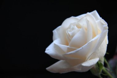 Siyah arkaplanda beyaz gül çiçeği 