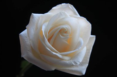 Siyah arkaplanda beyaz gül çiçeği 