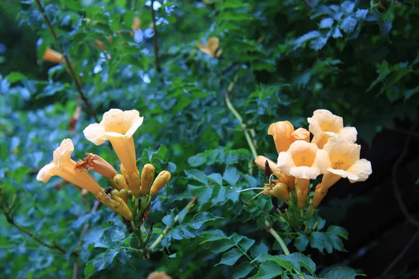 çiçek sarı campsis yaz aylarında yeşil bir arka plan üzerinde yeşil yeşillik arasında güzel