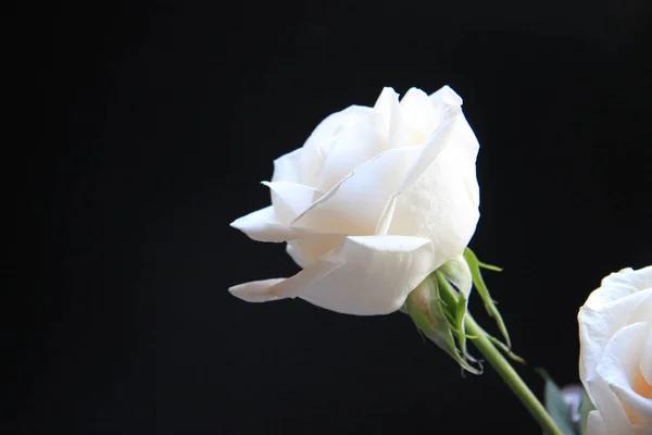 white rose flower on a black background