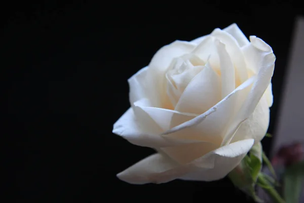white rose flower on a black background