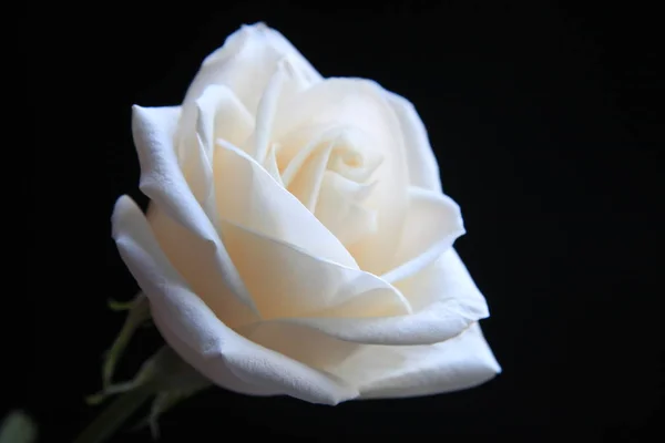 White Rose Flower Black Background — Stock Photo, Image