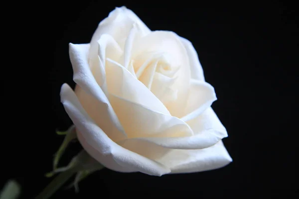white rose flower on a black background