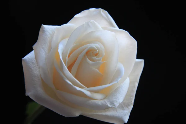 white rose flower on a black background