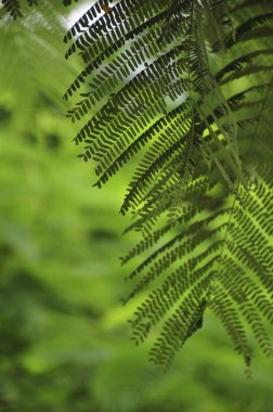 Yaprakları closeup çekim sürü