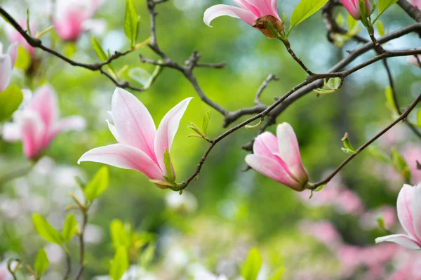 Mystérieux Fond Floral Printanier Avec Des Fleurs Magnolia Rose Fleurs — Photo