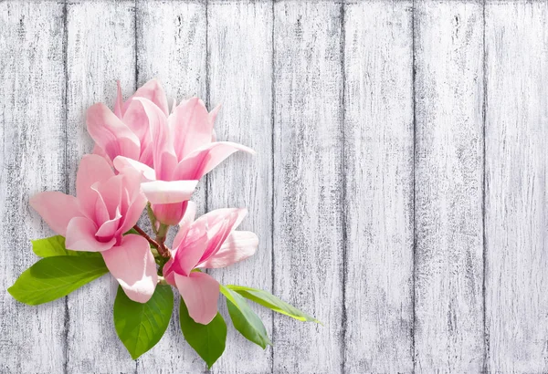 Holiday Background Pink Magnolia Flowers Wall Shabby Wooden Planks — Stock Photo, Image