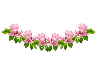 Beyaz arka plan üzerinde izole Pembe Manolya çiçek. Manolya soulangeana çeşitli (uçan daire Manolya). Aile Manolyagiller. Web afiş.