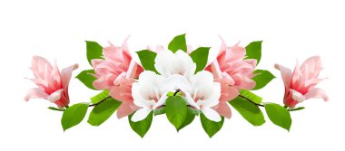 Pembe ve beyaz Manolya çiçek beyaz arka plan üzerinde izole. Manolya soulangeana çeşitli (uçan daire Manolya). Aile Manolyagiller. Tasarım öğesi.