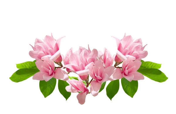 Magnolia Merah Muda Bunga Terisolasi Pada Latar Belakang Putih Varietas — Stok Foto