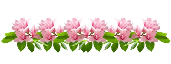 Μανόλια Ροζ Λουλούδια Που Απομονώνονται Λευκό Φόντο Ποικιλία Soulangeana Μανόλια — Φωτογραφία Αρχείου
