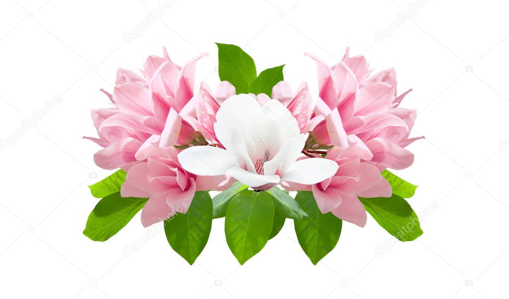 Pink and white magnolia flowers isolated on white background. Magnolia soulangeana variety (saucer magnolia). Family Magnoliaceae. Element for design.