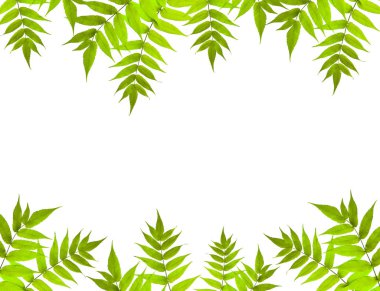 Beyaz arka plan üzerinde izole yeşil yaprakları ile dalları. Tasarım için öğe. Uzay kopyalayın. Fotoğraf ve metin için boş yer.