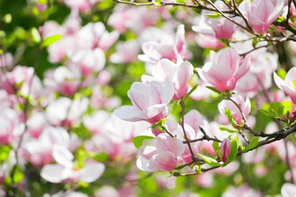 Geheimnisvollen Frühling Floralen Hintergrund Mit Blühenden Rosa Magnolienblüten Einem Sonnigen — Stockfoto