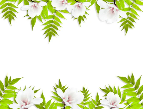 Takken Met Groene Bladeren Bloemen Van Magnolia Geïsoleerd Witte Achtergrond — Stockfoto