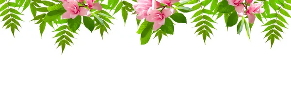 Takken Met Groene Bladeren Bloemen Van Magnolia Geïsoleerd Witte Achtergrond — Stockfoto