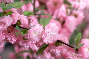 Gizemli bahar çiçek arka pembe çiçek açan ile sakura çiçekleri güneşli bir günde